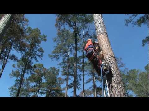 LDWF - Red-cockaded Woodpecker Artificial Nest Cavity Demonstration