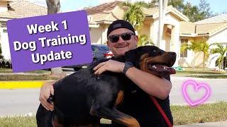 How to Train a Rottweiler! "Arnold" the Rottweiler Week 1