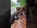 🐊 🆚 🐆 #AmazonWildlife#AmazonJungle#WildAnimalFights#JunglePredators#NatureRaw#wildencounters