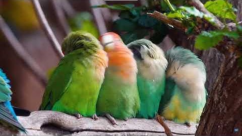 Test Raspberry pi 4 with ubuntu 20.04 usb/boot VNC Viewer