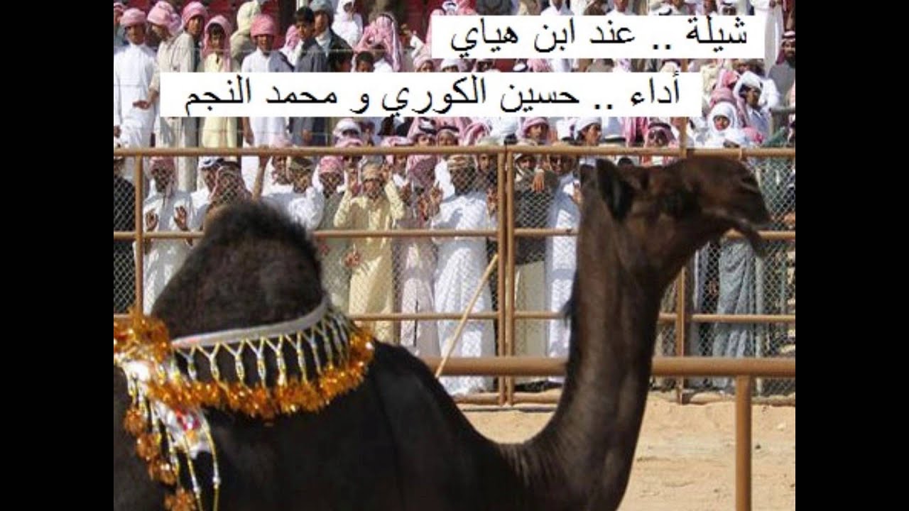 شيلة عند ابن هياي || حسين الكوري و محمد النجم