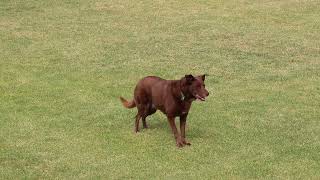 More off lead work with kelpie dogs, Cyclonesally & Catchemcasey at Karoonda Farm Fair & Show