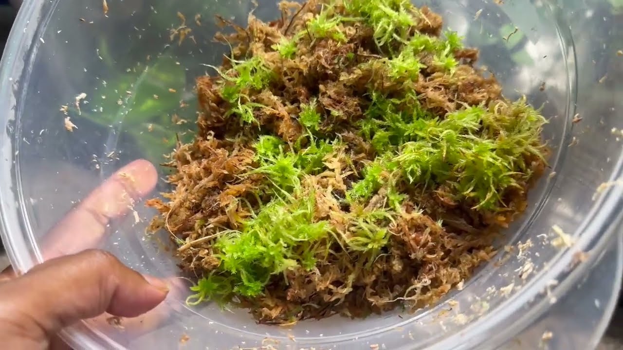 What To Know Before Using Sphagnum Moss Peat Moss for your