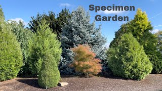 Specimen Conifer & Japanese Maple Garden Tour. Conifers should be the foundation of your gardens.