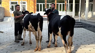 Dehqonlardan Golishten Gibrid boqma buqalar sõraganlarga 