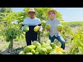 Huerta de PAPAYA en Morelos | Me encontré con esta Familia muy trabajadora experimentando cultivos