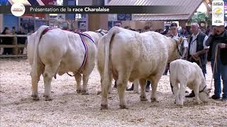 Présentation de la Race Charolaise Grand Ring au Salon de l'Agriculture 2020