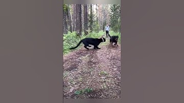 Leopard VS Rottweiler DOG😱 #leopard #shorts #youtubeshorts #dog #doglover #rottweiler