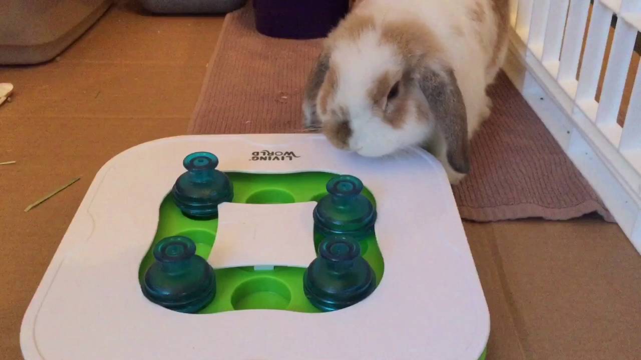 Nacho bunny rabbit expert at level 1 logic puzzle 