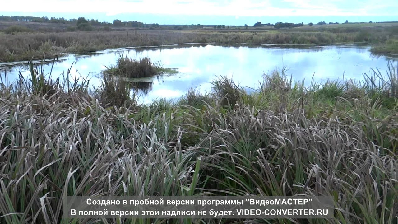 Посадка Ольхи.