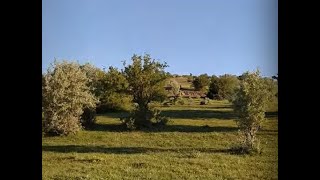 Gerçek Çekirge Ve Kuş Sesi