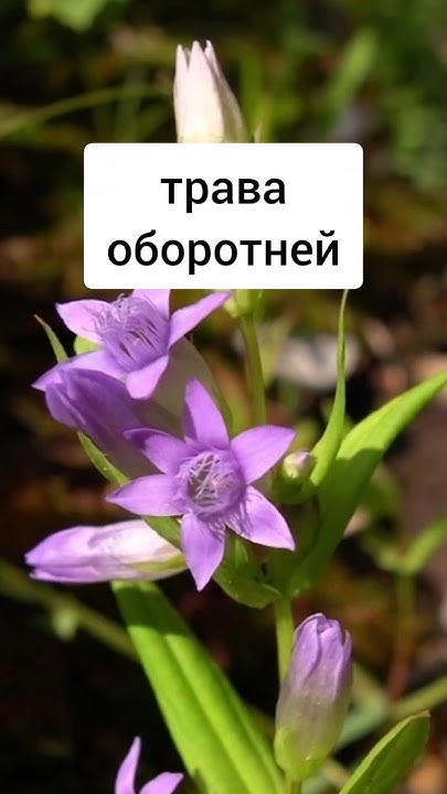 Тирлич-трава - зелье оборотней #травы #травник #легенды # ...
