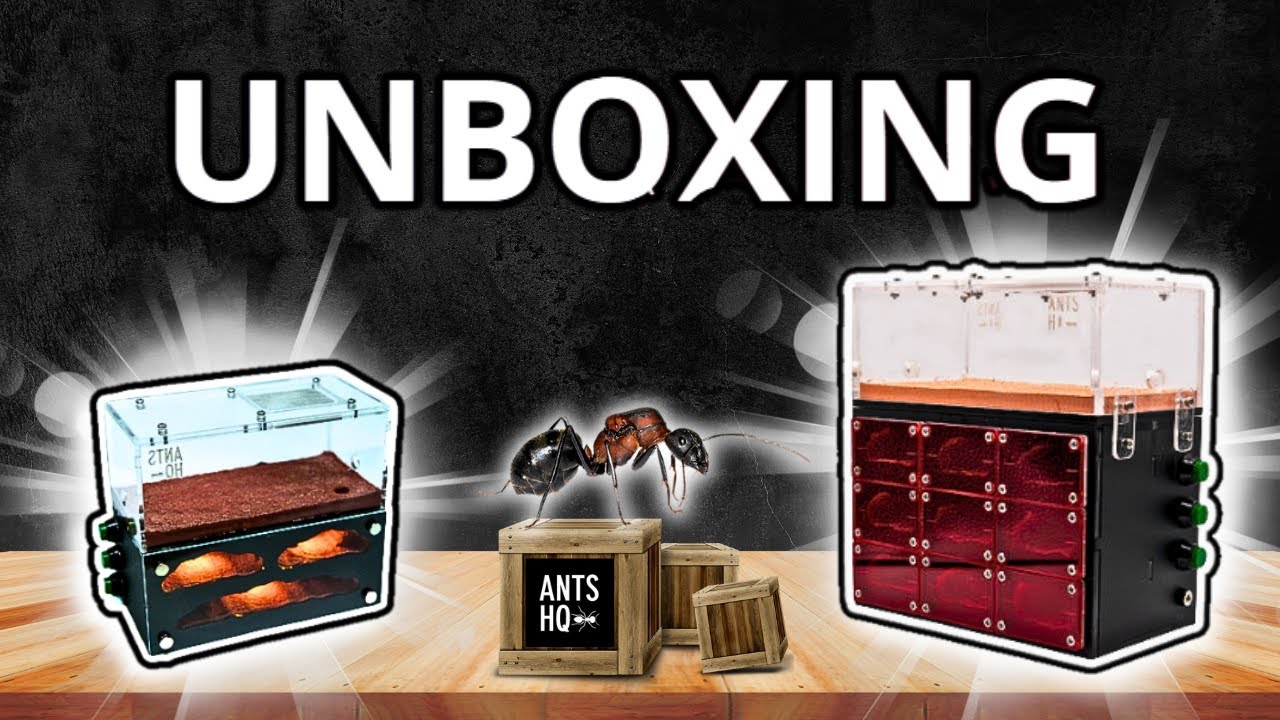 UNBOXING DE FOLIE DE LA BOUTIQUE ANTS HQ / 2 espèces de fourmis XXXL