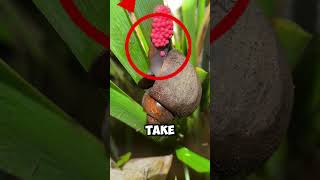 Don’t Ignore These Red Eggs! ⚠️ #shorts
