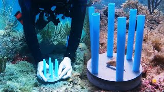 How Straws Are Saving Coral in Florida Waters