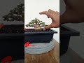BONSAI PREMNA MICROPHYLLA SUPER MINION MAME #shorts #bonsai #premnamicrophylla #bonsaitree #sancang