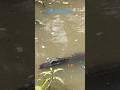 Alligator comes back to Bayou Lafourche,in Southern La. #youtubeshorts #alligator #bayou #wildlife
