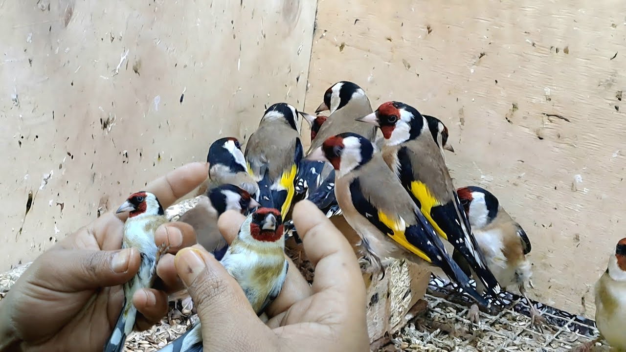 زيارة عند شوقي🔥  الحسون  🐦 🇲🇦 اليوم الخميس 2026/2/12#المغرب_مغربنا #سوق_القريعة #الدار_البيضاء