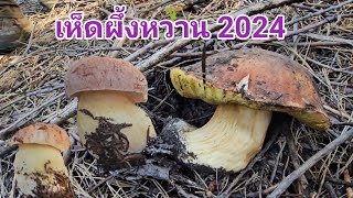 (Ep.72)เก็บเห็ดผึ้งหวานรอบแรกของปี5.18.2024ในอเมริกา Harvesting King Boletes in California USA