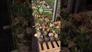 Buy Beautiful Premium Adenium Plant Online 🪴 #adenium #plants #flowers #garden