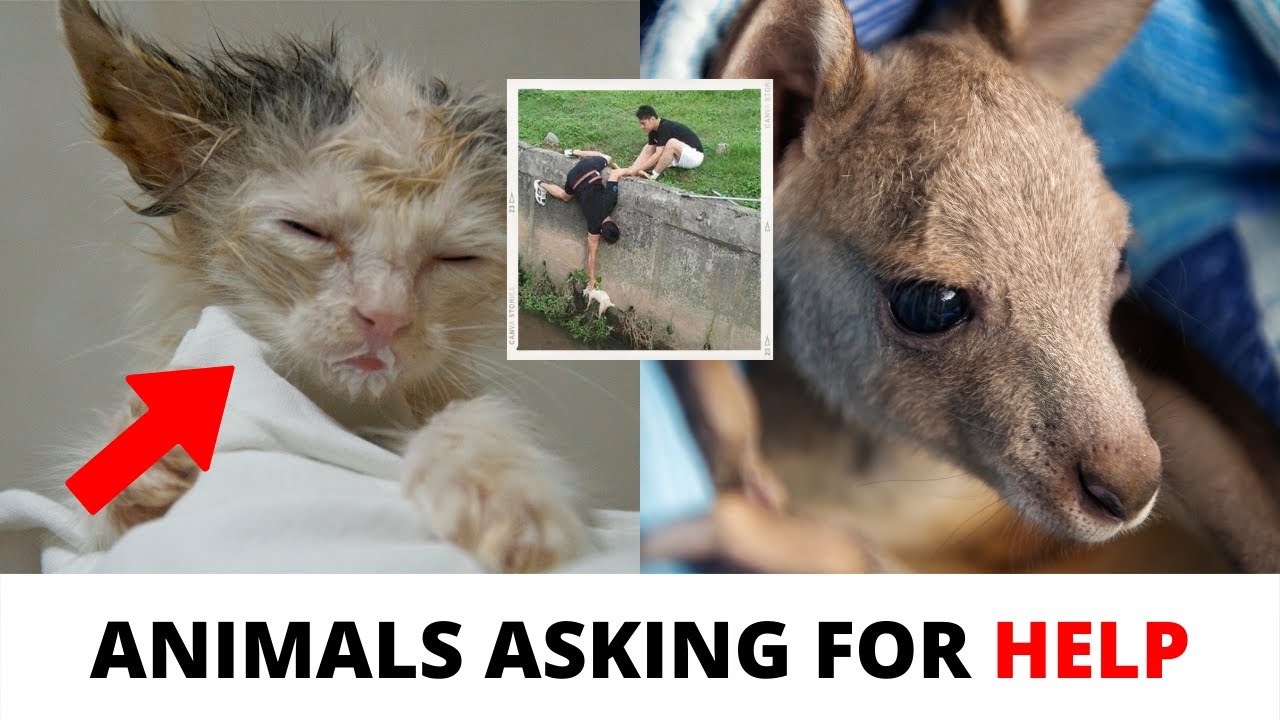 Animals That Asked People for Help & Kindness | Best Moments Of 2024 ...