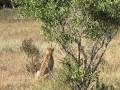 Cheetahs stalking hartebeest