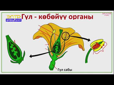 Video: Өсүмдүктөрдүн бүчүрлөрү деген эмне?