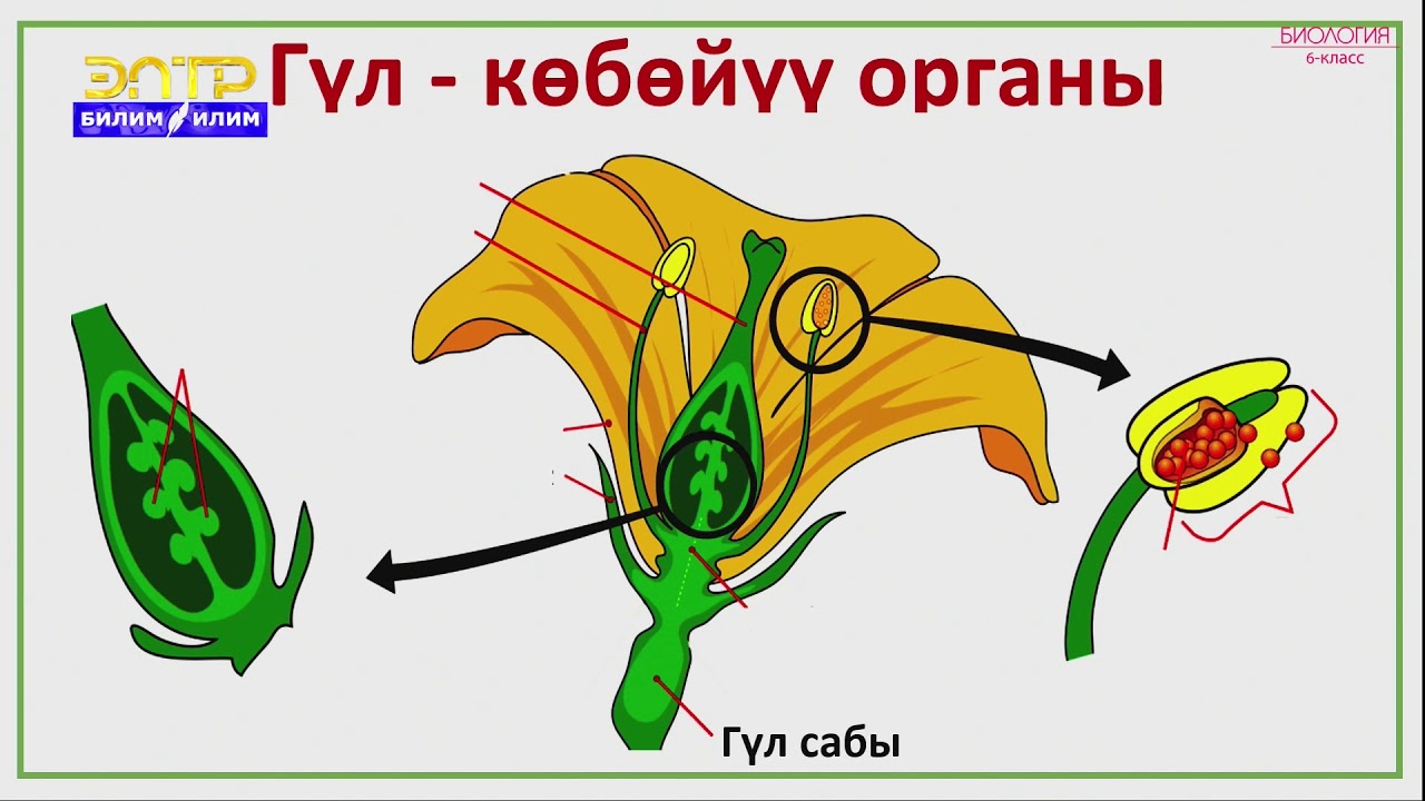 Тест 6 класс кыргызча