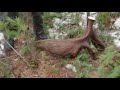 2019 Ontario moose shed video