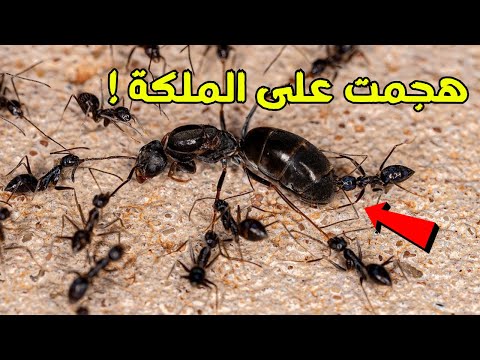 نملة دخلت بعش النمل وهجمت على الملكة 54