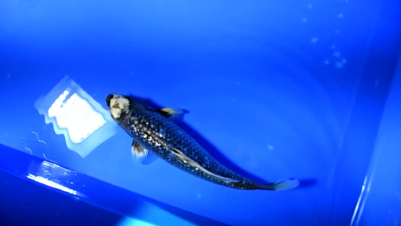 第5回ライブ鯉カップ Part II】260215-097の出品鯉のご紹介！！ - YouTube