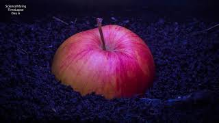 Apple On Ground Timelapse