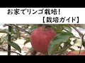 お家でリンゴ栽培　【栽培ガイド】