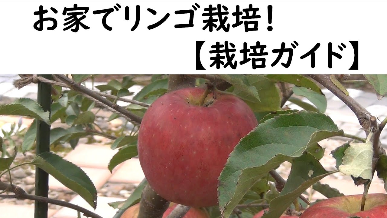 お家でリンゴ栽培　【栽培ガイド】