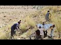 Nomadic life; a family's hard work to bring grass from the dry mountains