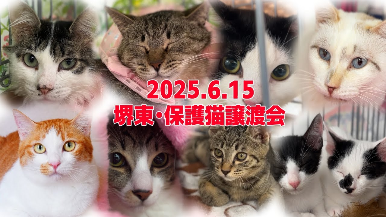 2025/06/15 [Hosted by Nekoro Club] I went to a rescued cat