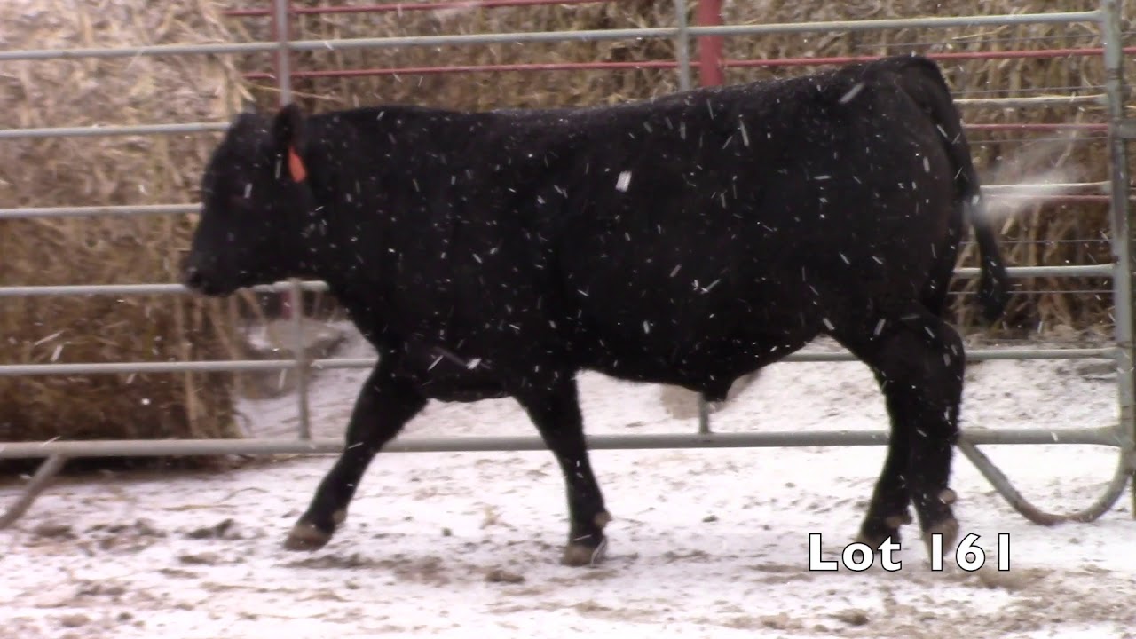 angus tasty GG&T Cattle Co. Lot 161