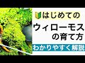 【ウィローモス特集!】熱帯魚やメダカ、エビが好む水草ウィローモスとは!?