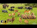 4K African Wildlife: Lower Zambezi National Park - Scenic Wildlife Film With Real Sounds