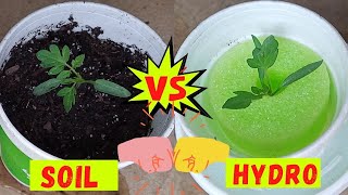 EXPERIMENT : 25 Days Tomato Plant Growth Comparison SOIL VS HYDROPONIC | Hydroponics For Beginners