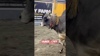 Our Qurbani Cow 🐮 From SDF Cattle Fram Goilbari #viralreels #viralvideo #shortsvideo #cattleworld