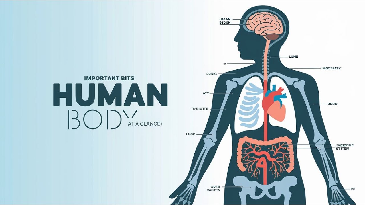 Human body at a glance imp bots for any comeptative exams - YouTube