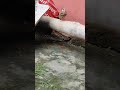 My little champs / status/whatsApp #videos #travel #love #nature #bunny 🐰