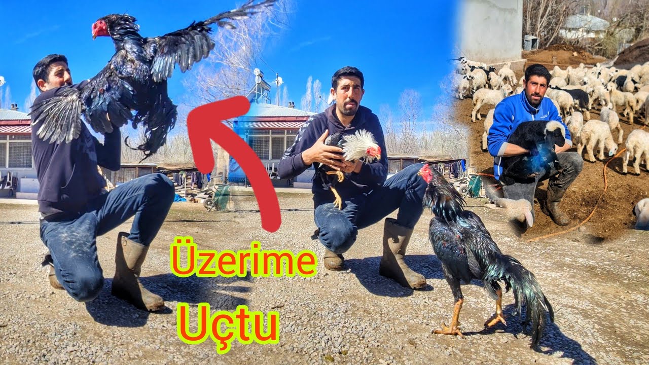 KUZULARI AYIRDIK ~BOYKAYLA KOMŞUNUN HOROZUNUN YANINA GİTTİK ~KOMŞUNUN HOROZU CEP HERKÜLÜ ÇIKTI 😁