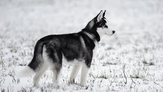 The World of Siberian Huskies An Overview by USA Pup Patrol 4 views 2 weeks ago 4 minutes, 15 seconds