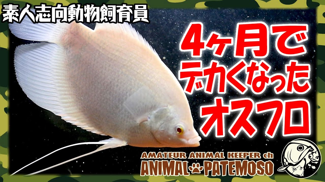 Male Phlonames Gourami Grows Big in 4 Months [Aquarium] [Tropical