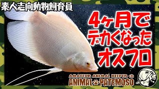 Male Phlonames Gourami Grows Big in 4 Months [Aquarium] [Tropical