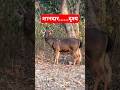 Deer deer jungle vtr ytshorts youtubeshorts