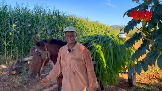 ELE TRABALHA NUMA ANTIGA FAZENDA A MAIS DE 24 ANOS