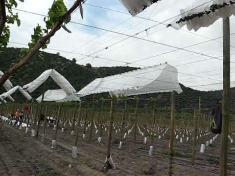 Rain Cover Table Grapes Chile/ DELSANTEK S.A.
